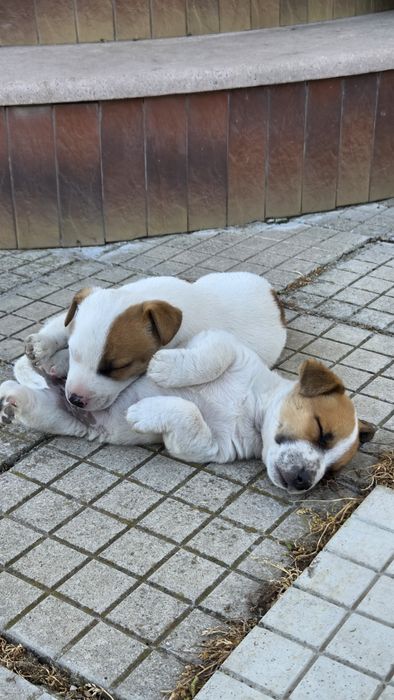 Две енергични мъжки Джак Ръселчета!
