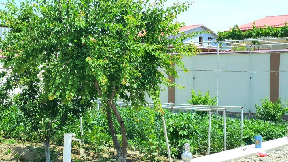 Ховли, катеж 6 сотих. Ремонтлари яхши. Катта йул буйида.