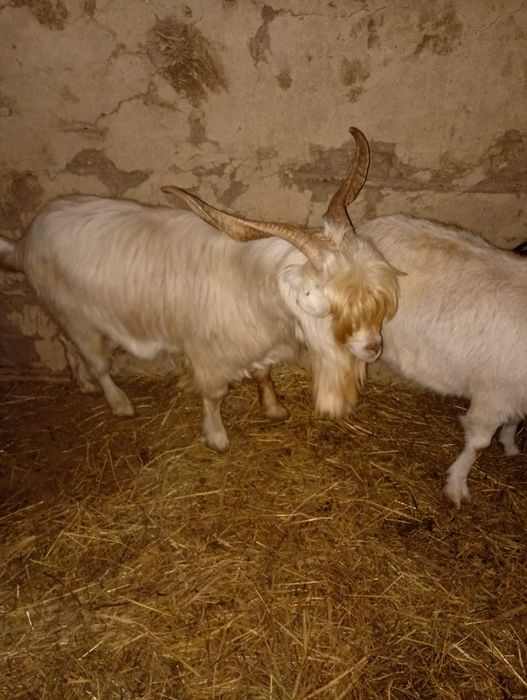 Vand tap saanen,varsta 2 ani