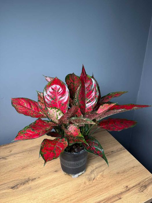 Цветок в горшке подарок Спатифиллум Антуриум Замиокулькас