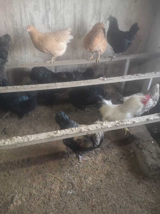 Продам курей 7000