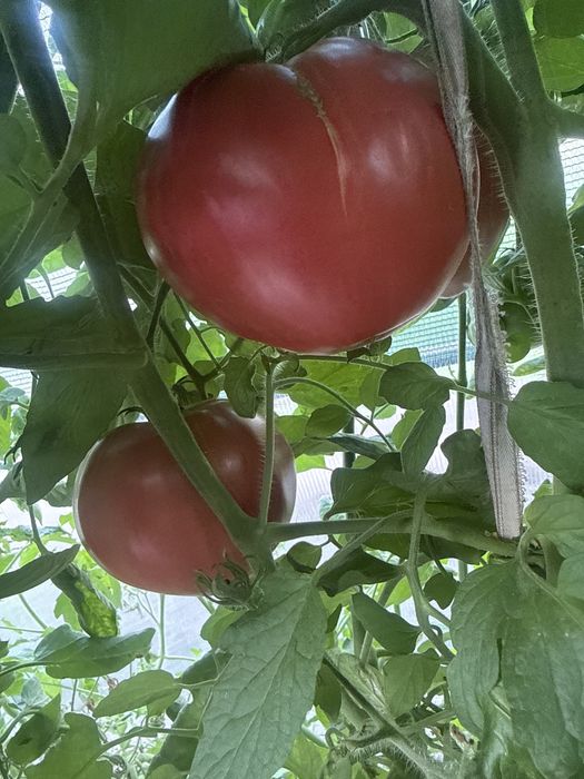 Помидоры продам домашние