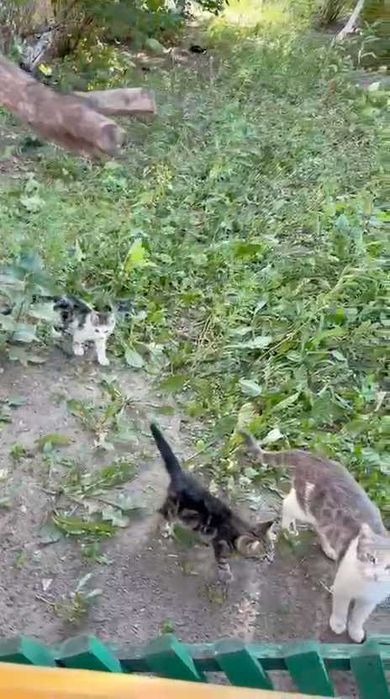 Котятам нужен дом!