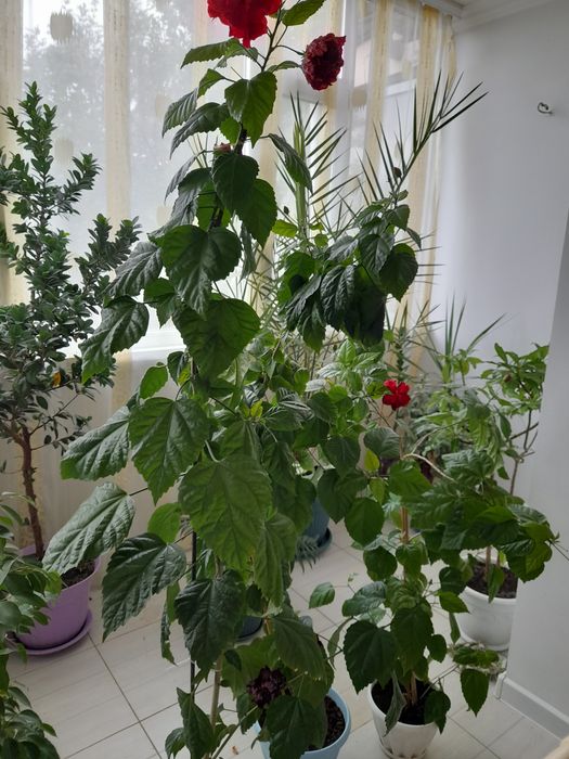 Комнатные цветы  продаю