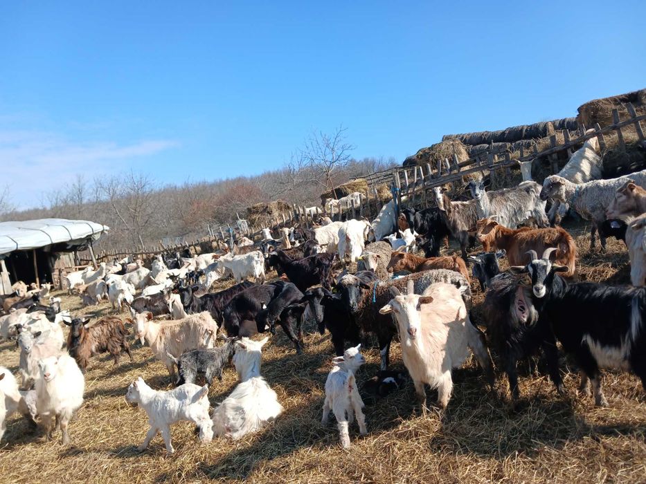 Vand capre cu si fara iezii!