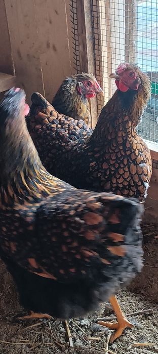 Vând oua incubat wiandotte gsg