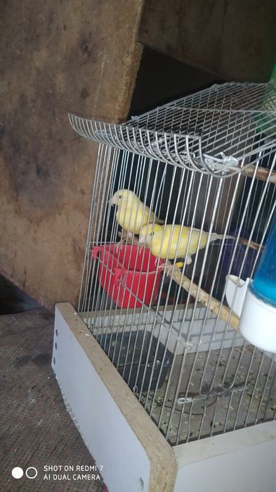 Продаю молодой канарейки 2 месяц