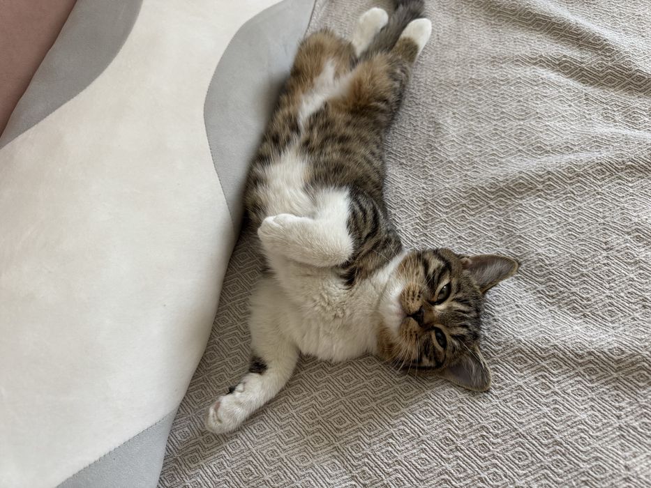 Отдам в ДОБРЫЕ РУКИ! двух котов