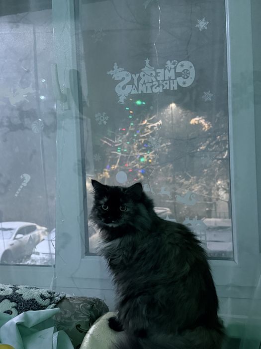 Пропала кошка, окрас черепашковый