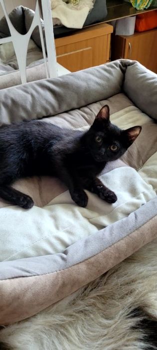 Котенок в добрые руки