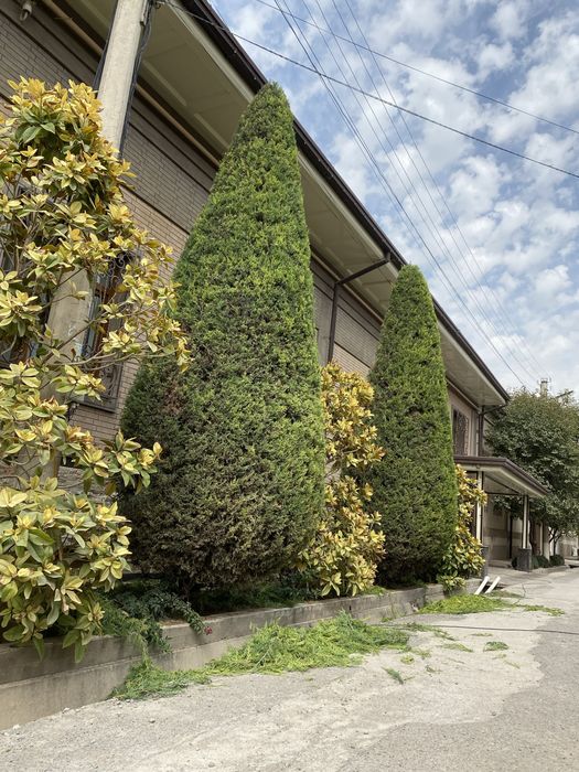 Archa kesish xizmati