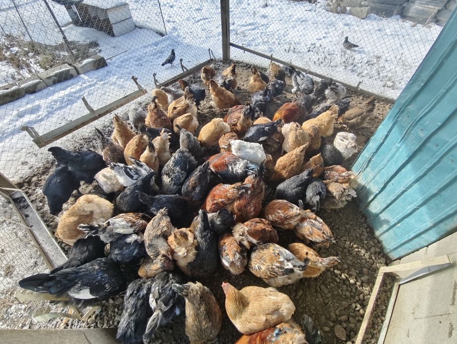 Петух и курицы домашние