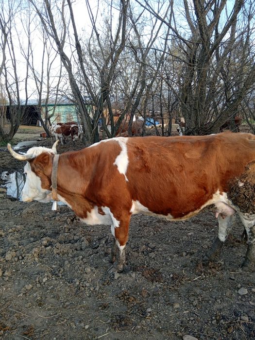 Vând vacă băltată Românească