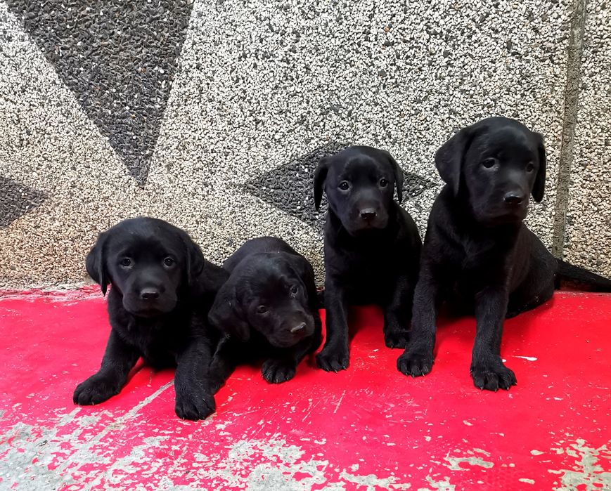 Лабрадор ретривър