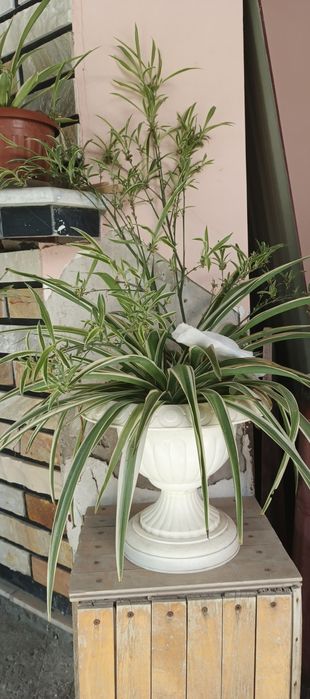 Гуллар сотилади хар хил размерда ва Хар турда