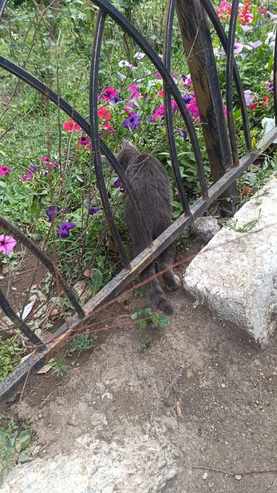 кот улечный мальчик