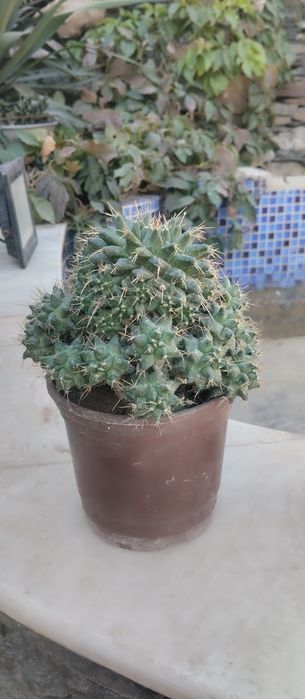 Гуллар сотилади Хар хил тур