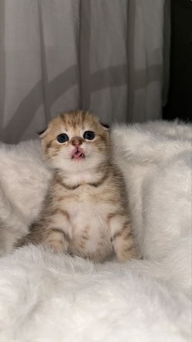Шотландкие котята