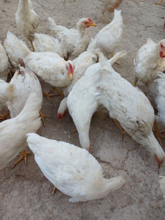 Sog'lom tovuqlar bor sog'lom Donaga.