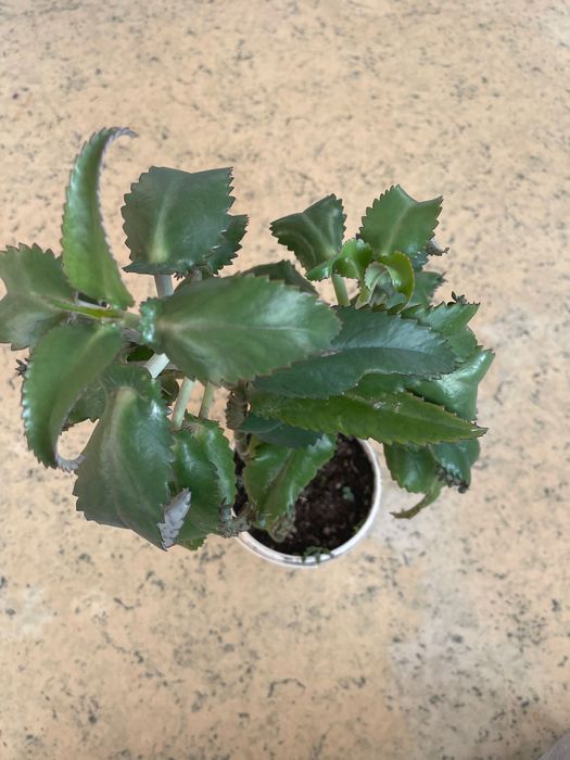 Лечебный каланхоэ