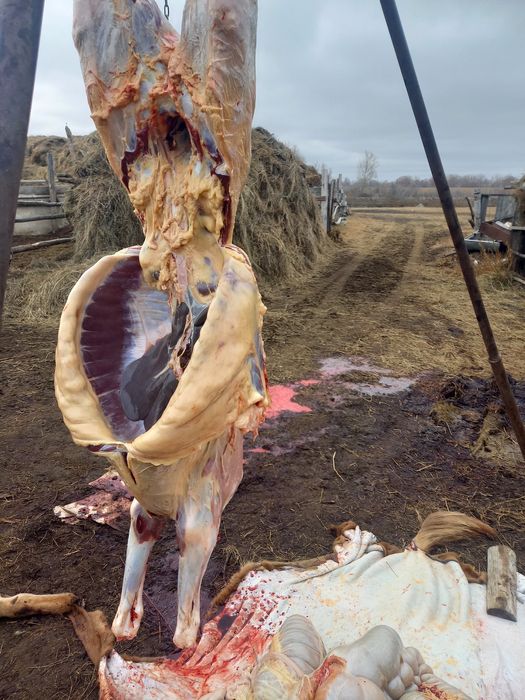 Жылқылар тай жабағы