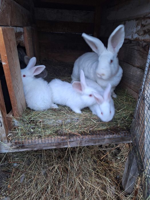 Майката е  Цика а малките са кръстоска