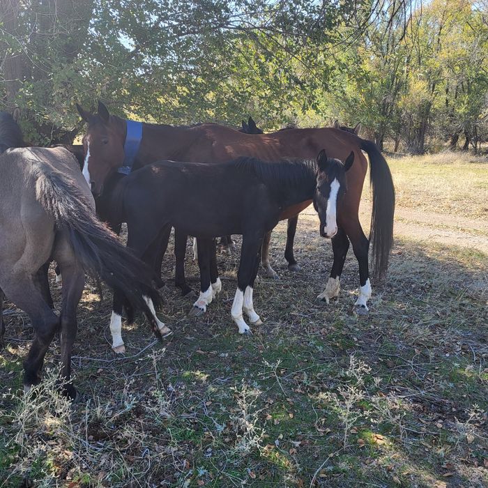 Жабағы Карабайыр тұқымы