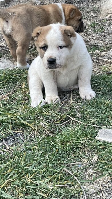 Алабай күшіктер сатылады