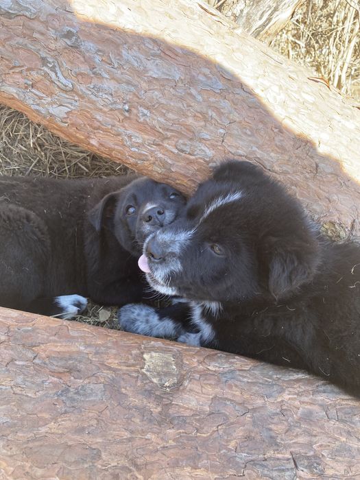 Отдам щенят в хорошие руки