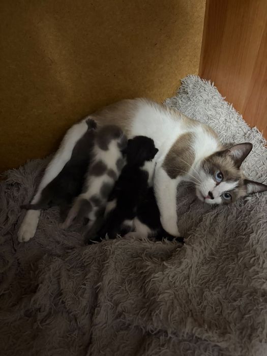 Отдам котят в добрые руки
