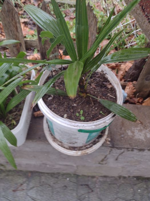 Промоция  : Трапикарпус -издържа до минус 22 градуса .