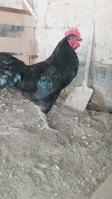 Tuxum qora shagzoda jersi tuxum