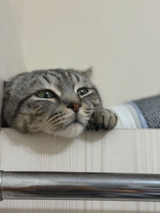 Отдам кота в хорошие руки