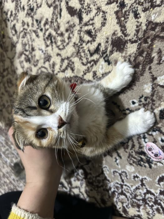 продам кошку шотландскую вислоухую