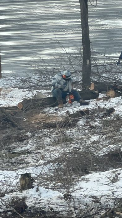 Спил,Сруб ,Распил Деревьев.