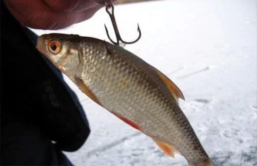 Снасточка на судака с мёртвой рыбкой. Ловля щуки на живца зимой на жерлицы. Щука на живца. Ловля гольяна. Силиконовые рыбки.