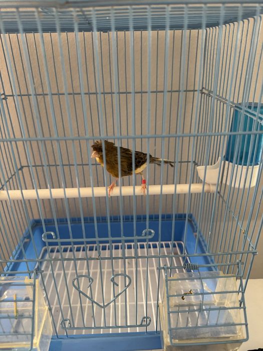 Канарека мода тайор сотилади