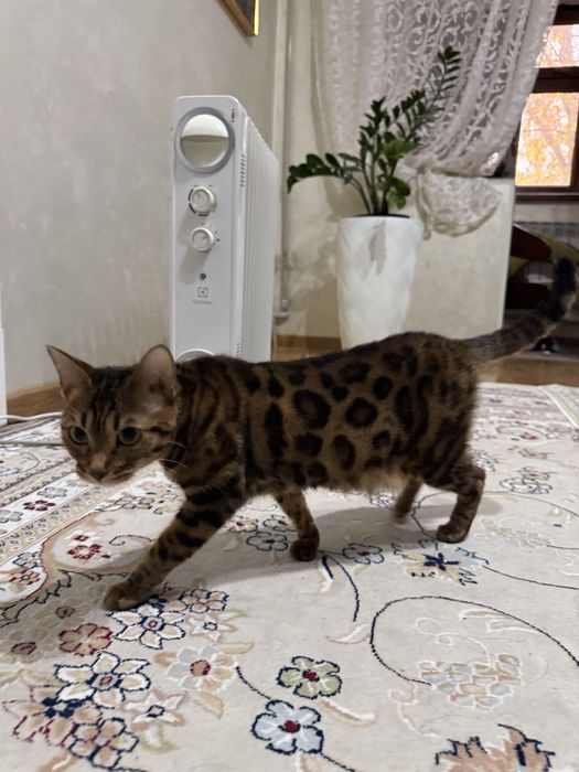 Беньгалская тигр