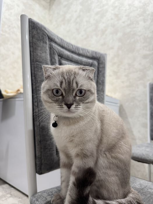 Кот для вязки породистый