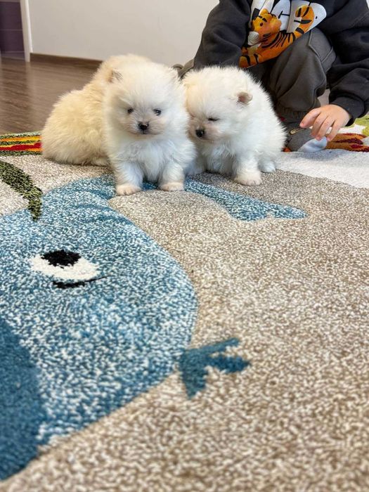 Померан бял/крем