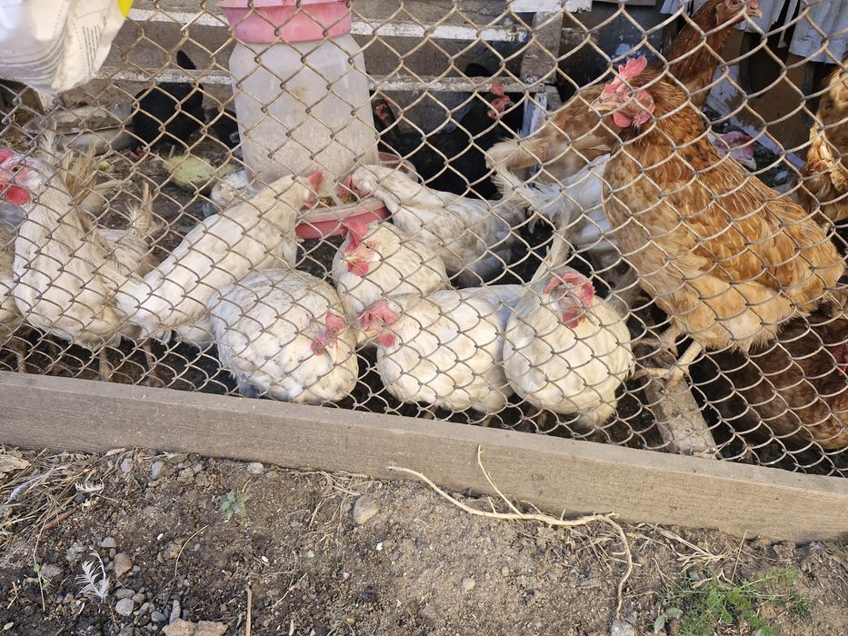 Продам куры и петухи домашные