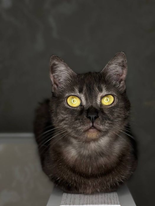 ласковая, спокойная кошечка ищет дом