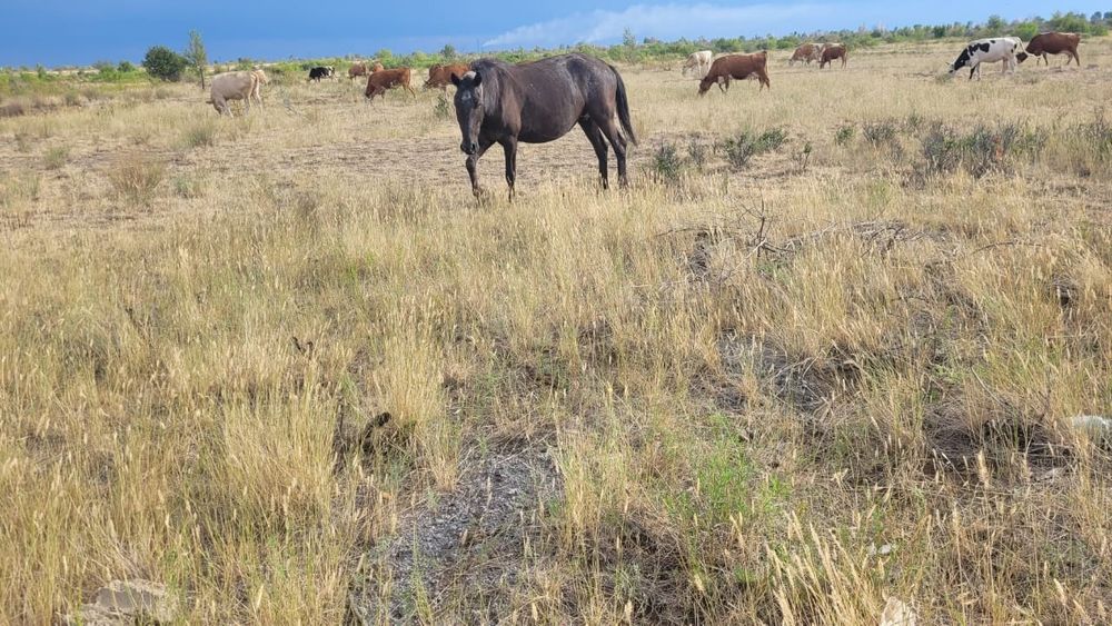 Лошади бараны крс