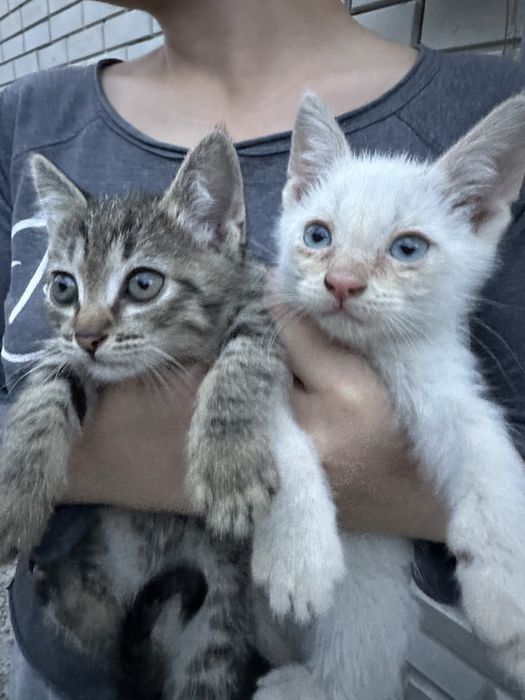 Котята Алматы БЕСПЛАТНО