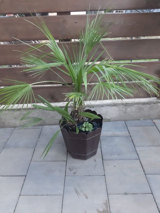 Vând palmieri diferite mărimi
