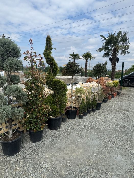 Plante ornamentale - Targu Jiu - rezistente la temperaturi scazute