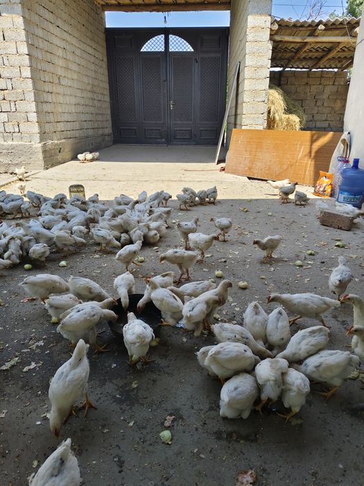 Жужа сотилади оптомга