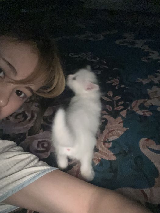 Белая кошка,Као мани
