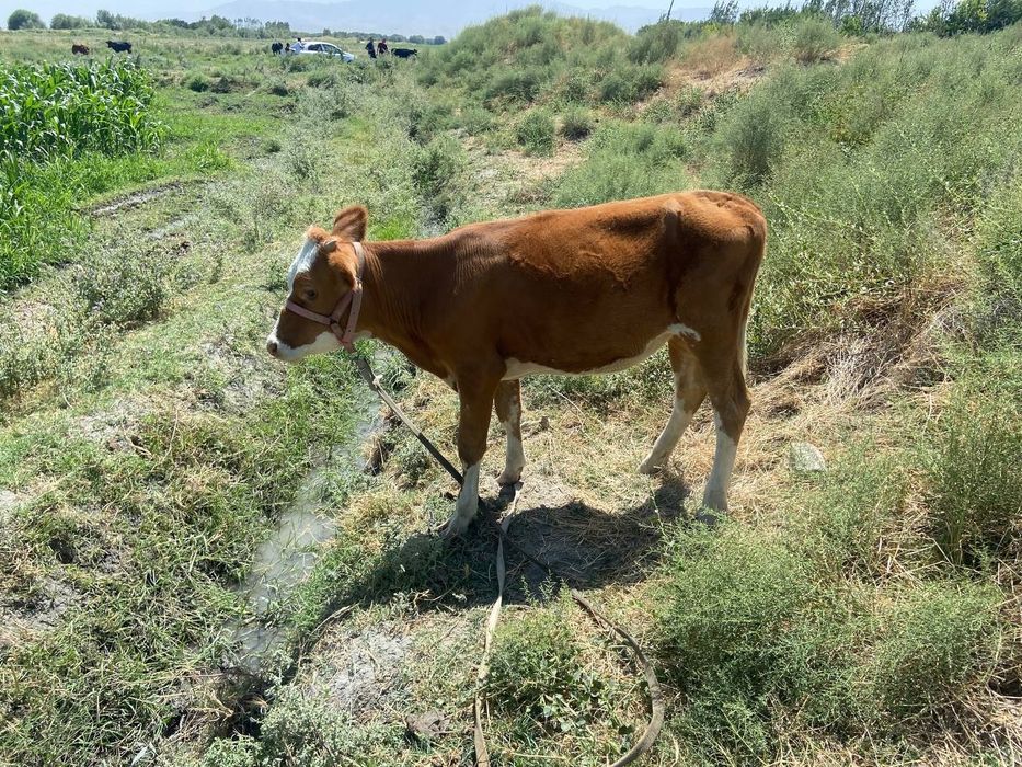 Gʻinojin sotiladi kelishgan xolda