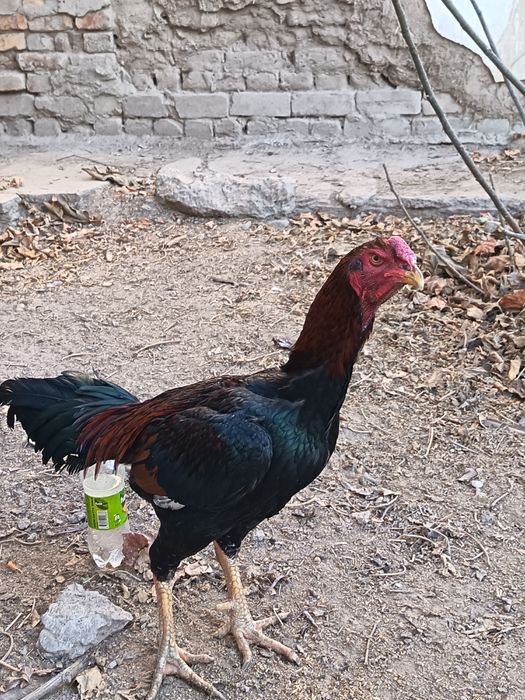 Куланги хуроз сотилади.